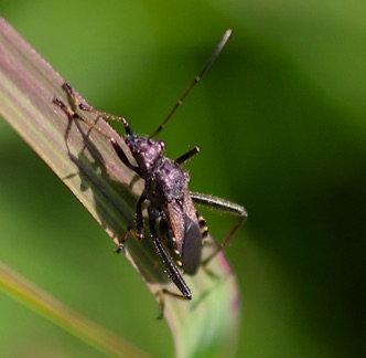 Broad-headed Bug.jpg Broad-headed Bug.jpg