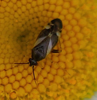 Obscure Plant Bug.jpg Obscure Plant Bug.jpg