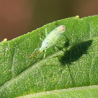 Green Plant Bug Green Plant Bug
