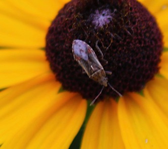 Unknown Plant Bug.jpg Unknown Plant Bug.jpg