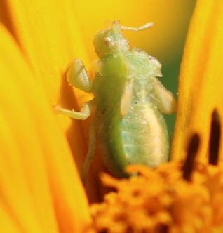Ambush Bug.jpg Ambush Bug.jpg