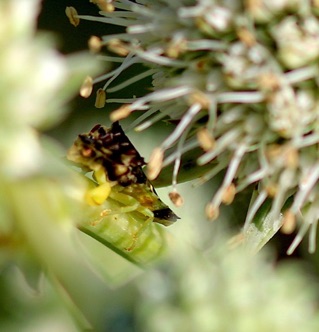 Ambush Bug.jpg Ambush Bug.jpg