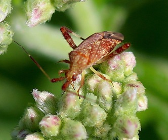 Clouded Plant Bug.jpg Clouded Plant Bug.jpg