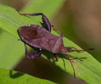 Helmeted Squash Bug.jpg Helmeted Squash Bug.jpg