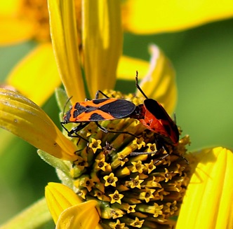 Small Milkweed Bug.jpg Small Milkweed Bug.jpg