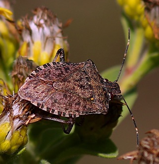 Brown Marmorated Stink Bug.jpg Brown Marmorated Stink Bug.jpg