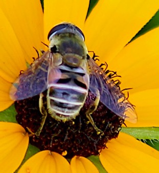 Yellow-shouldered Drone Fly *
Eristalis stipator Yellow-shouldered Drone Fly *
Eristalis stipator