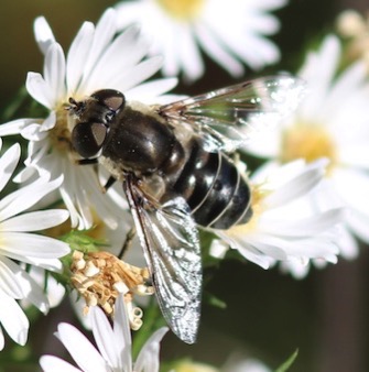Black-shouldered Drone Fly *
Eristalis dimidiata Black-shouldered Drone Fly *
Eristalis dimidiata