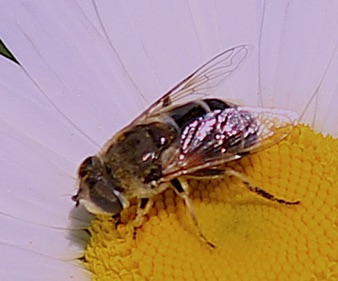European Drone Fly *
Eristalis arbustorum European Drone Fly *
Eristalis arbustorum