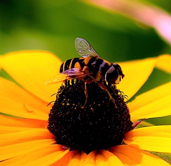 Transverse Flower Fly *
Eristalis transversa Transverse Flower Fly *
Eristalis transversa