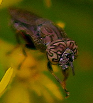 Wavy Mucksucker *
Orthonevra nitida Wavy Mucksucker *
Orthonevra nitida