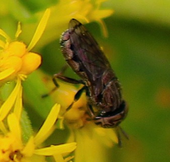 Wavy Mucksucker *
Orthonevra nitida Wavy Mucksucker *
Orthonevra nitida