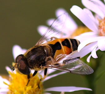 European Drone Fly *
Eristalis arbustorum European Drone Fly *
Eristalis arbustorum