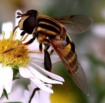 Narrow-headed Marsh Fly *
Helophilus fasciatura Narrow-headed Marsh Fly *
Helophilus fasciatura
