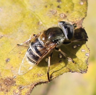 European Drone Fly *
Eristalis arbustorum European Drone Fly *
Eristalis arbustorum