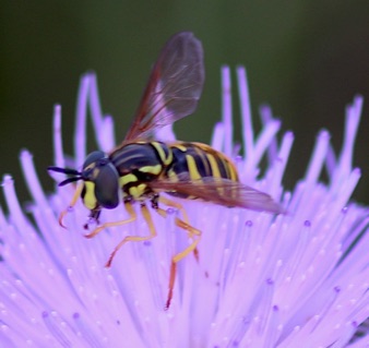 Meadow Fly *
Chrysotoxum genus Meadow Fly *
Chrysotoxum genus