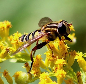 Narrow-headed Marsh Fly *
Helophilus fasciatur Narrow-headed Marsh Fly *
Helophilus fasciatur