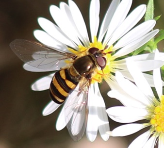 Flower Fly
Syrphus rectus Flower Fly
Syrphus rectus