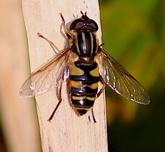 Narrow-headed Marsh Fly *
Helophilus fasciatura Narrow-headed Marsh Fly *
Helophilus fasciatura