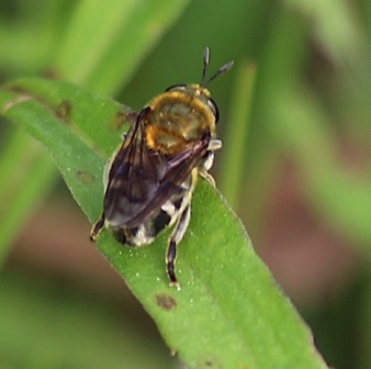 Greater Ant Fly *
Microdon manitobensis Greater Ant Fly *
Microdon manitobensis