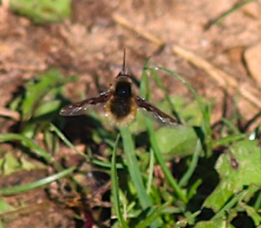 Major Bee Fly *
Bombylius major Major Bee Fly *
Bombylius major