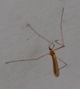 Crane Fly 454.jpg Crane Fly 454.jpg