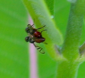 Green Headed Signal Fly
Unknown Green Headed Signal Fly
Unknown