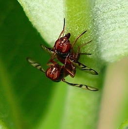 Signal Fly
Rivellioa spp. Signal Fly
Rivellioa spp.