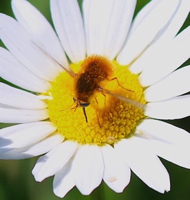 Bee Fly *
Sparnopolius confusus Bee Fly *
Sparnopolius confusus