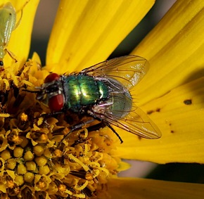 Green Bottle Fly *
Lucilia sericita Green Bottle Fly *
Lucilia sericita