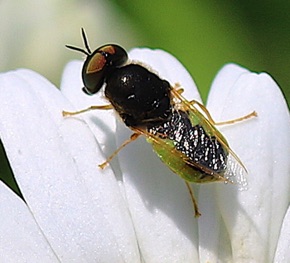 Soldier Fly (ISU)
Stratiomyuini Tribe Soldier Fly (ISU)
Stratiomyuini Tribe