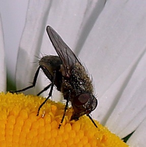 Parasitic Fly
Triarthria setipennis Parasitic Fly
Triarthria setipennis