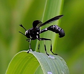 Thick-headed Fly *
Physocephala tibialis Thick-headed Fly *
Physocephala tibialis