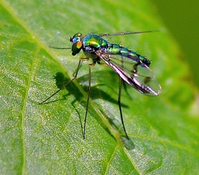 Longlegged Fly
Condylostylus spp. Longlegged Fly
Condylostylus spp.