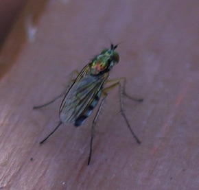 Longlegged Fly *
Dolichopus Genis (ISU) Longlegged Fly *
Dolichopus Genis (ISU)