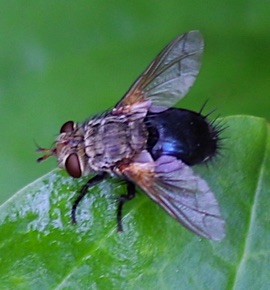 Tachina Fly
Ardchytas annals complex Tachina Fly
Ardchytas annals complex