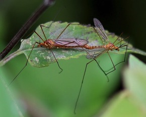 Large Crane Fly Large Crane Fly