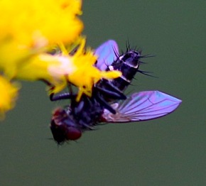 Parasitic Fly
Exorista dadas Parasitic Fly
Exorista dadas