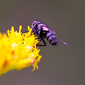 Tachina Fly.jpg Tachina Fly.jpg