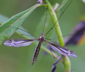 Large Crane Fly
Tipula caloptera Large Crane Fly
Tipula caloptera
