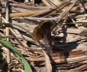 Dark-edged Bee Fly *
Bombylius major Dark-edged Bee Fly *
Bombylius major