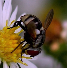 Parasitic Fly (male)
Gymnoclytia occidua Parasitic Fly (male)
Gymnoclytia occidua