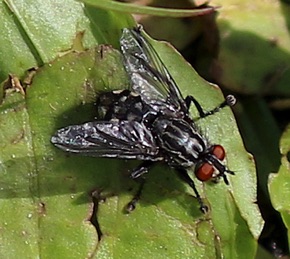 Flesh Fly.jpg Flesh Fly.jpg