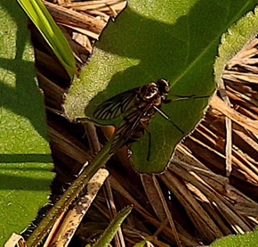 Snipe Fly.jpg Snipe Fly.jpg