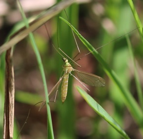 Crane Fly
Unknown Crane Fly
Unknown