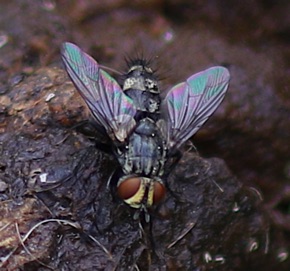 Flesh Fly
Sarcophagidae Spp. Flesh Fly
Sarcophagidae Spp.
