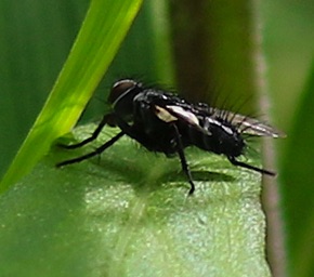 Flesh Fly
Sarcophagidae Family Flesh Fly
Sarcophagidae Family