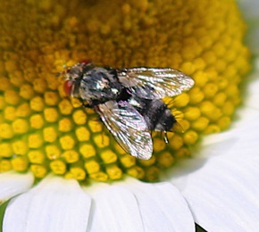 Tachina Fly.jpg Tachina Fly.jpg