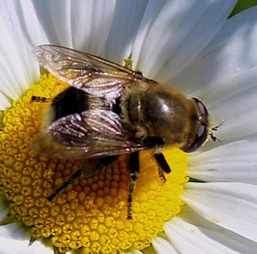 Narcissus Blub Fly *
Merodon equestris (a) Narcissus Blub Fly *
Merodon equestris (a)