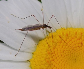 Winter Crane Fly * Winter Crane Fly *